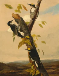 Tretåspett med svart rygg, 1831-1833.
