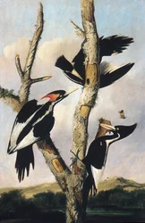 Elfenbensnebb, ca. 1830-31.