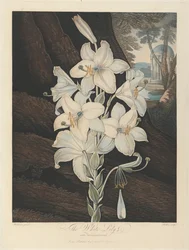 The White Lily with Variegated-Leaves, 1800, fra Robert John Thornton, 'Temple of Flora', 1799-1812