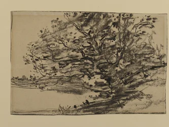 Study of Trees, 1870 (grafitt på papir)