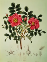 Rosa rugosa, fra #39;Flora Japonica#39;, Vol 1, av von Siebold og Zuccarini