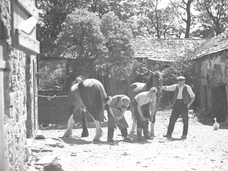 Hovslager skoer hest