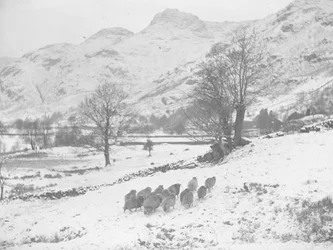 Saueflokk i snøen på Langdale