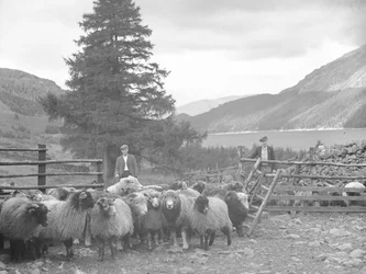 To gjetere med en flokk sauer og Thirlmere bak