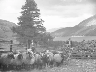 To gjetere med en flokk sauer og Thirlmere bak