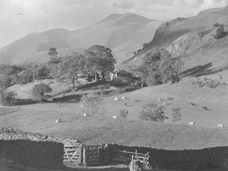 Utsikt over åkrene til gården i Thirlmere med sauer og kyr