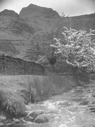 Utsikt over fjellbekk med blomstertre i forgrunnen og Langdale Pikes i bakgrunnen