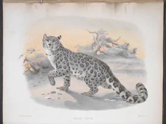 Felis uncia, snøleopard, fra 