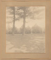 Landskap med trær, ca. 1900 (foto)
