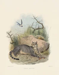 Afrikansk villkatt (Felis caffra)