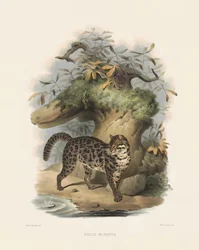 Asiatisk leopardkatt (Felis scripta)