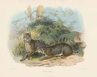 Gaupe (Felis rufa)