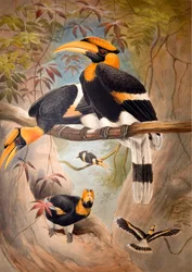 Konkav Hornbill-hjelm, 1861