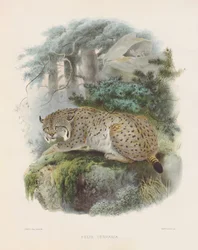 Eurasisk gaupe (Felis cervaria)