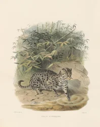 Fiskekatt (Felis viverrina)