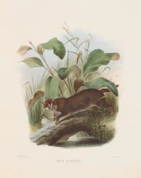Flathodet katt (Felis planiceps)