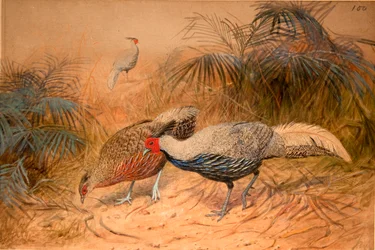 Lineated Kaleege (Euplpcamus lineatus), ca. 1851-76 (wc og blyant på papir)