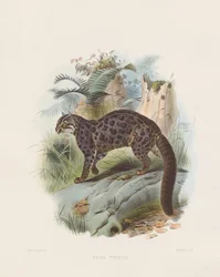 Marmorert katt (Felis tristis)