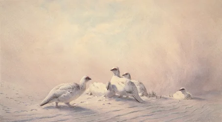 Rype, vinter, 1873 (wc)
