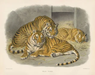 Kongelig bengaltiger (Felis tiger)