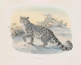 Snøleopard (Felis uncia)