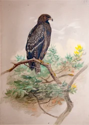 Spotted Eagle (Aquila clanga), 1856-67