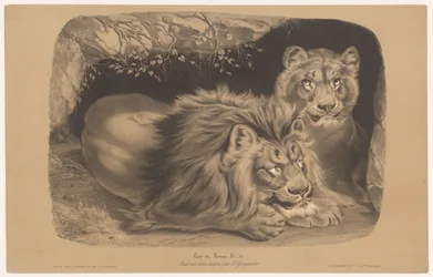 løve og løvinne Lion et Lionne (tittel på objekt) Dyrestudier i to typer kritt (serietittel) Etude aux deux fargestifter av Z. Gengembre (serietittel på objekt)