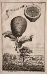 Nurnbergische Hesperides: The Luchetta Impoperiale
