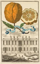 Nurnbergische Hesperides: No185 - Sweet Striated Aranzo. Palazzo del N. H. Fonte i Noventa, c1708.