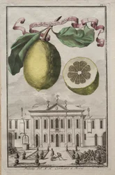 Nurnbergische Hesperides: nr. 125 - Limon Ponzino fra Neapoli. Palazzo del N. H. Cornaro i Fiesso