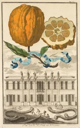 Nurnbergische Hesperides: nr. 185 - Sweet Striated Aranzo. Palazzo del N. H. Fonte i Noventa
