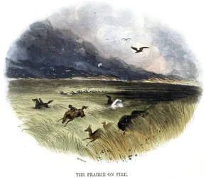 Prairie on Fire, fra Phenomena of Nature, 1849