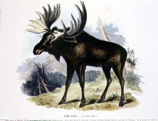 The Elk (Cervus alces) pedagogisk illustrasjonspub. av Samfundet for Fremme av Kristendomskunnskap