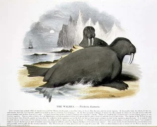 The Walrus (Trichecus rosmarus) pedagogisk illustrasjonspub. av Samfundet for Fremme av Kristendomskunnskap