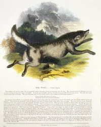 The Wolf (Canis lupus) pedagogisk illustrasjonspub. av Society for Promoting Christian Knowledge, 1843 (akvatint)