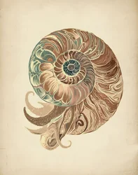 Elegant nautilusskjell