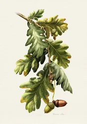Botaniske eikenøtter