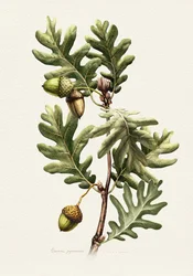 Botanisk kunst: Pyreneisk eik