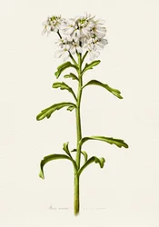 Hvit candytuft – botanisk beskrivelse