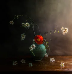 Stemningsfulle valmueblomster