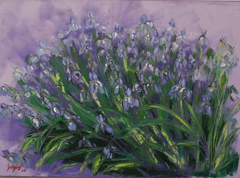 Frodige lilla iriser