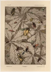Biller, plate 38 fra 
