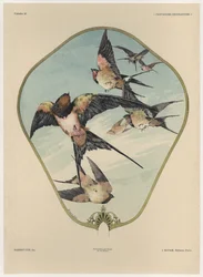 Vifte, plate 30 fra 