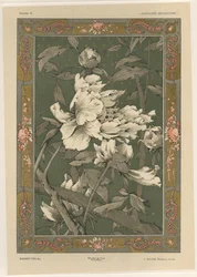 Blomster, plate 31 fra 