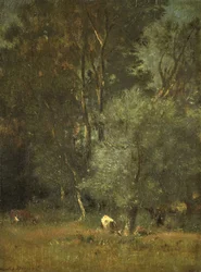 Utsikt i skogen