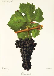 Carmenere-drue av J. Troncy