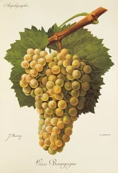 Gros Bourgogne drue av J. Troncy