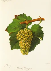 Gros Sauvignon drue av J. Troncy