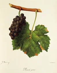 Pinot Gris drue av J. Troncy