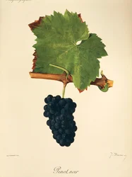 Pinot Noir-drue av J. Troncy
